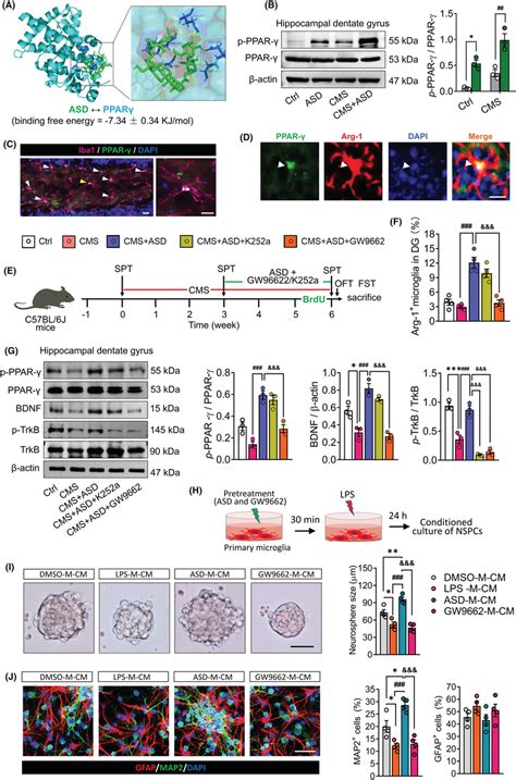 Blocking the PPAR‐γ signaling pathway abolished the pro‐neurogenic ...