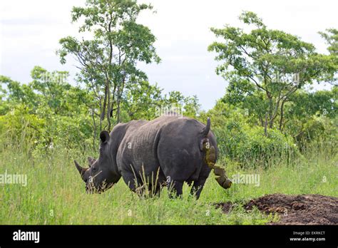 Rhino poo hi-res stock photography and images - Alamy