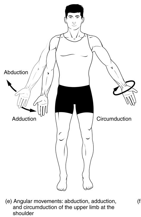 Protraction Anatomy - Anatomical Charts & Posters