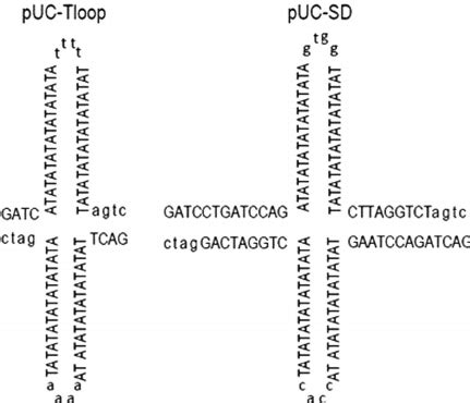 Cruciform extrusion from duplex DNA. The plasmid insert sequences have ...