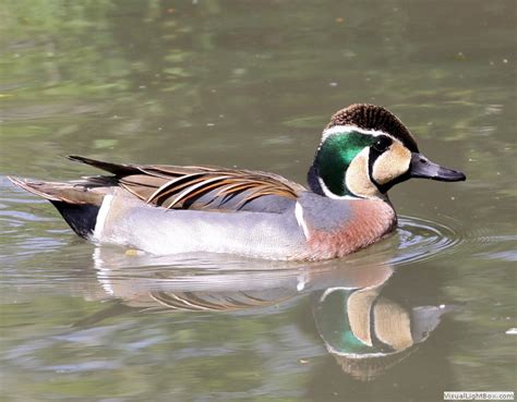 Identify Baikal Teal - Wildfowl Photography.