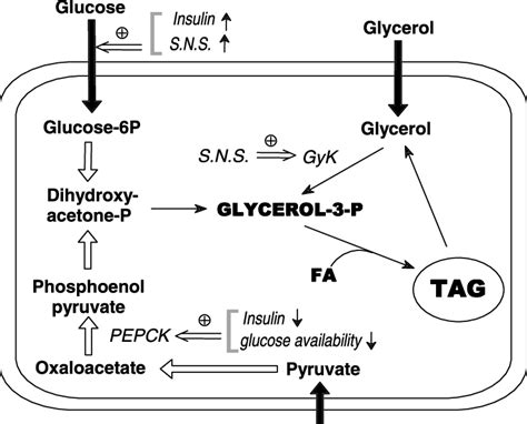 Glycerol 3 Phosphate