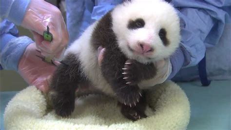 San Diego Zoo Panda Cub - Chin Scritches and Baby Yawns - YouTube