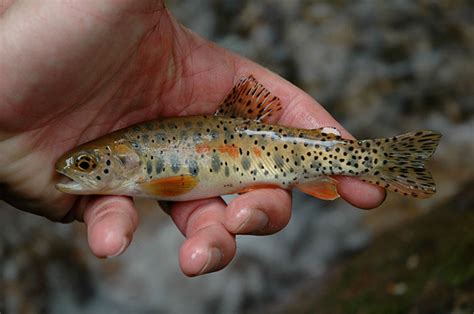 Fish Facts: Saving the Greenback Cutthroat Trout (Updated!) - Orvis News