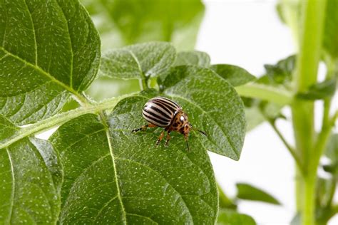 Colorado Potato Beetle Larvae Found in Kent | Mirage News