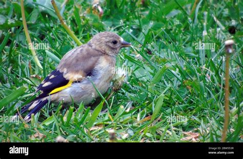 Baby goldfinch hi-res stock photography and images - Alamy