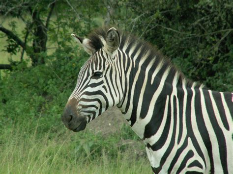 Archivo:Zebra head.JPG - Wikipedia, la enciclopedia libre