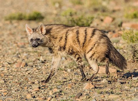 Aardwolf Facts - Animals of Africa - WorldAtlas.com