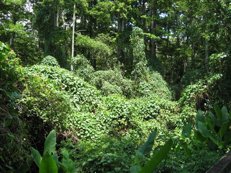 Kudzu Infestation | ClipPix ETC: Educational Photos for Students and ...