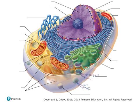 Cell and its Organelles Diagram | Quizlet