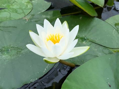 Gladstoniana - Water Lily (Nymphaea Gladstoniana) - Plants for Ponds