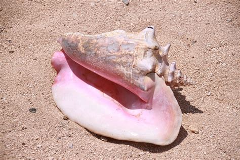 Facts About Conchs and Their Shells