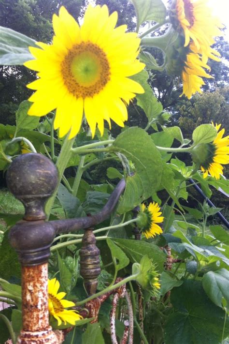 Sunflowers growing up an old wrought iron headboard in my garden | Iron headboard, Wrought iron ...