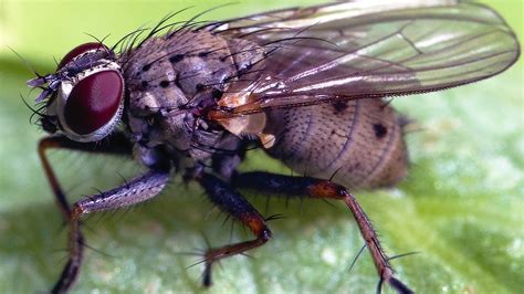 How do fruit flies reproduce? - Aboutbugz.com