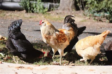 Best Dual Purpose Chicken Breeds For Eggs & Meat - Mranimal Farm