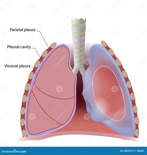 Lung Pleura And Pleural Cavity Royalty Free Stock Photography - Image: 26835277