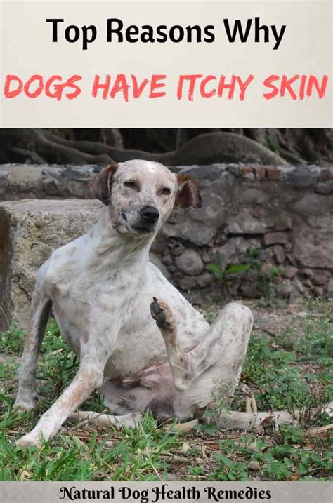 Dog Itchy Skin | Causes of Itchy Skin Problems in Dogs