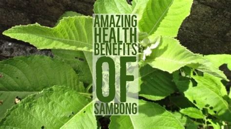 14 Amazing Health Benefits Of Sambong (Blumea Balsamifera)