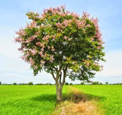 PHILIPPINE HERBAL PLANTS AND THEIR USES: BANABA