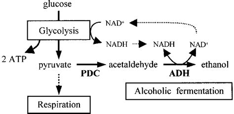 Diagram of alcoholic fermentation pathway in plants. Alcoholic... | Download Scientific Diagram