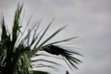 Crow flying . stock photo. Image of animal, flying, bird - 193680834