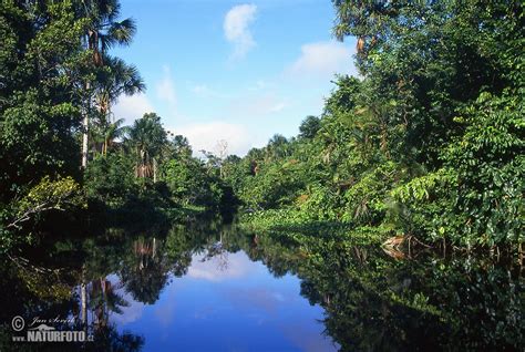 Orinoco River Delta Photos, Orinoco River Delta Images, Nature Wildlife Pictures | NaturePhoto