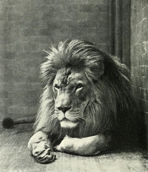 Barbary Lion | Endangered List