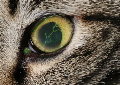 Pictures of Cat Eye Infections - With Veterinary Comments - Cat-World