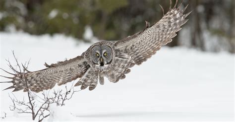 great gray owl flying | Great grey owl, Animals wild, Animals