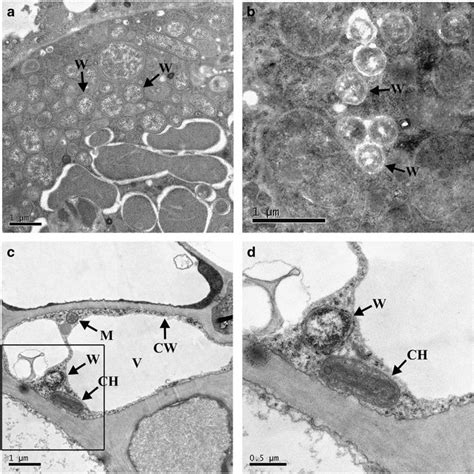 (PDF) Plant–mediated horizontal transmission of Wolbachia between whiteflies