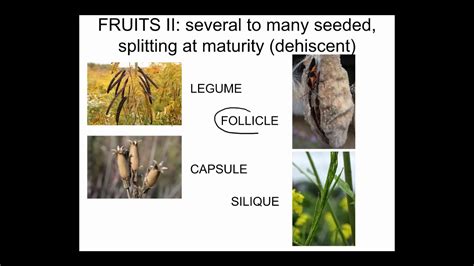 FRUITS LECTURE 2 DRY DEHISCENT - YouTube