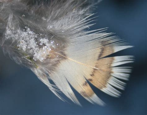 Ruffed Grouse feather | themarvelousinnature.wordpress.com/2… | Flickr