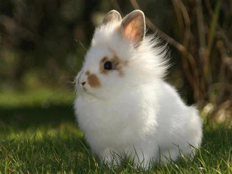 Lionhead Rabbit | TapZooAnimals Wiki | Fandom