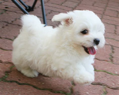 Coton De Tulear Dog Breed - Pictures, Information, Temperament, Characteristics | Animals Breeds