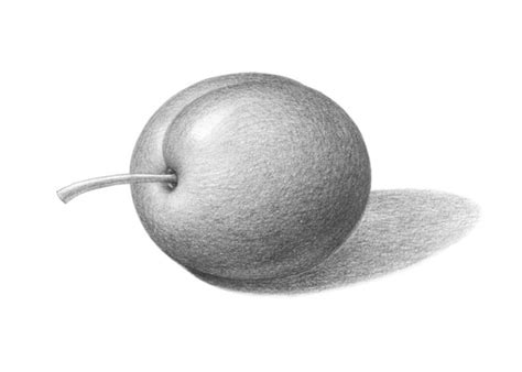 Fruit Archives - EasyDrawingTips