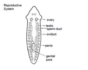 Platyhelminthes - Animal Phylums