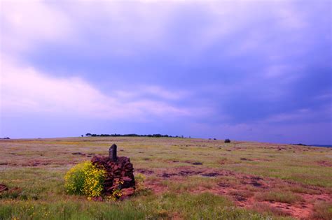 Kaas- Plateau of flowers in Satara, Maharashtra