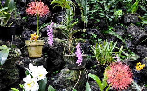 Fiji’s Garden of the Sleeping Giant: Orchids forever! | HI Travel Tales