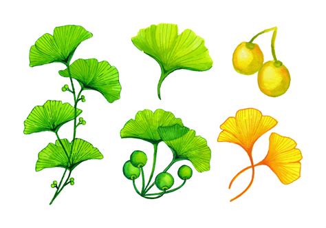 Watercolor Ginkgo Leaves 160693 Vector Art at Vecteezy