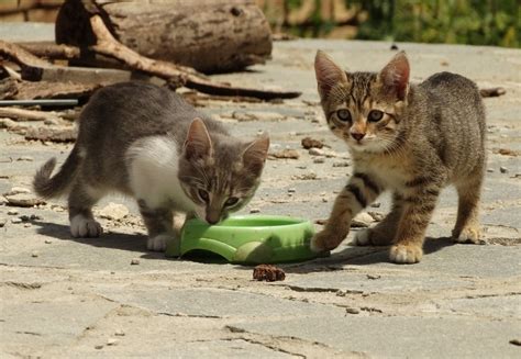 What Happens If I Stop Feeding Stray Cats?