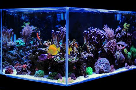 Best 20 Gallon Long Aquariums (Stocking Ideas, Equipment and More) | Fishkeeping World