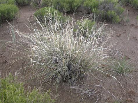 Indian Ricegrass | edible northwest native plant for sale | Native ...