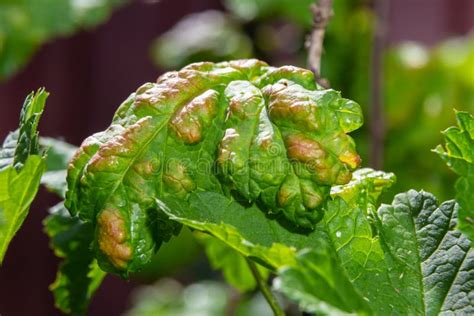 Aphids Curled Foliage, Close Up Leaf Curled on Cherry Tree, Prunus Sp ...