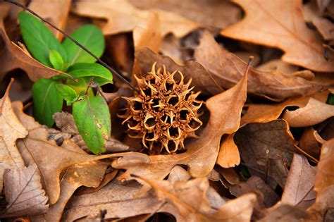 Shelby Farms Sycamore Seed Pod | Carl Wycoff | Flickr