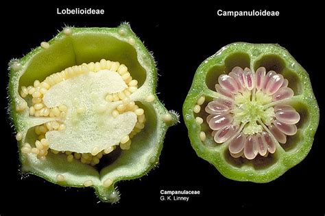 Plant Anatomy: Fruit Cross Section