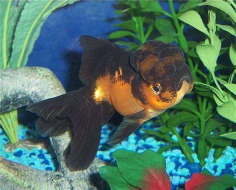 Photo #27 - Goldfish, Red And Black Oranda