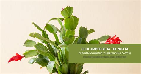 Schlumbergera truncata "Christmas Cactus" | Succulents and Sunshine