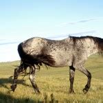 Nokota Horse Info, Origin, History, Pictures