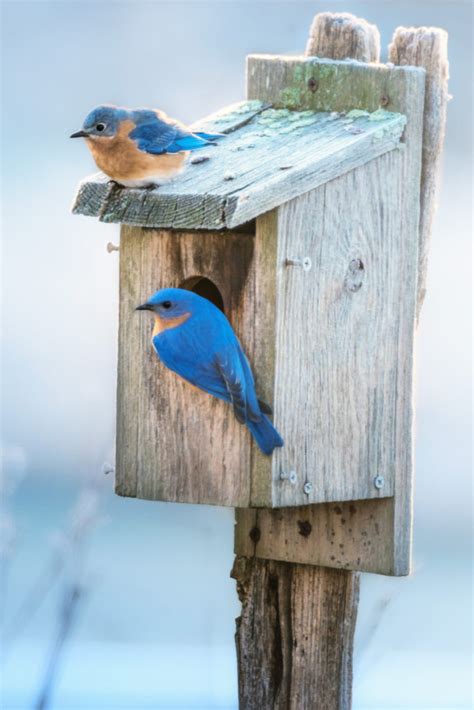 7 Spiritual Meanings of Bluebird