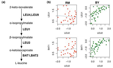 2D mapping in Leucine biosynthesis pathway. (a) Leucine biosynthesis ...